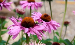 Purple coneflowers with a bee on one.