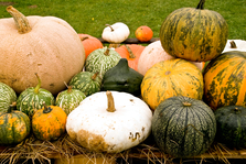A variety of different pumpkins grouped together
