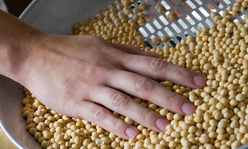 Soybean seeds in sieve