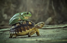 A frog riding on the back of a turtle