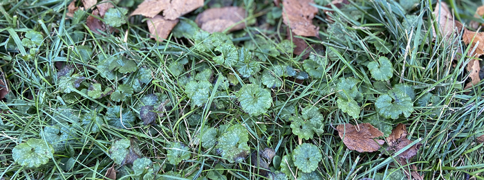 A patch of creeping charlie in lawn grass with fallen leaves.