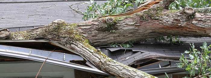 Downed tree on a roof