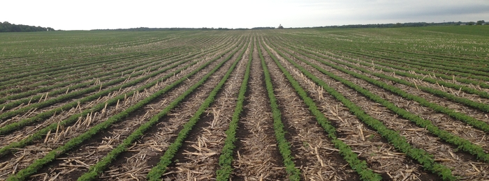 Crop field with strip tillage.