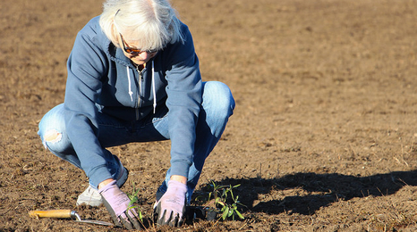 A woman crouching while she plants something in a field.
