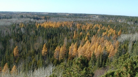 Aerial view of tamarack forest.