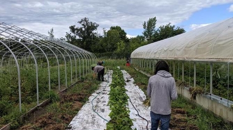 people working on gardening between two large greenhouses