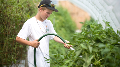 Boy watering tomatoes in a high tunnel.
