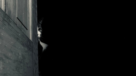 A black and white photo of a cat peeking from behind a wooden door. 