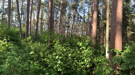 Close up of green understory plants in a pine woodland.