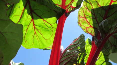 Chard plant from underneath