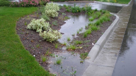 Rain garden collecting stormwater runoff.