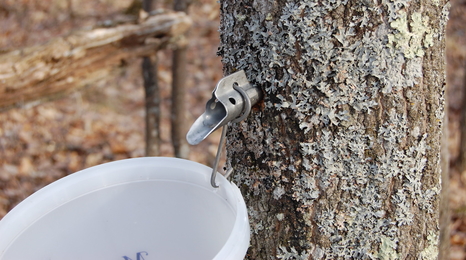 Harvesting maple syrup.