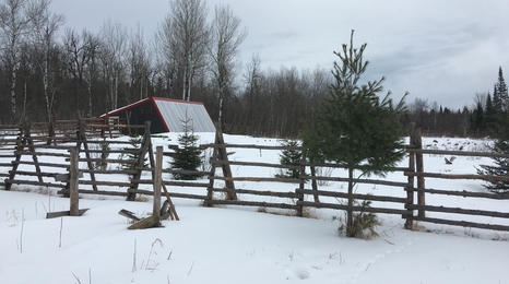 Deep Winter Greenhouse in the background with snow covered ground, a fence and trees growing in the foreground.