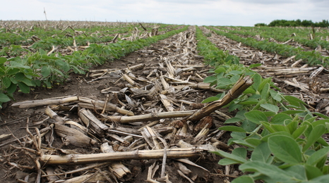 early season soybean field rows