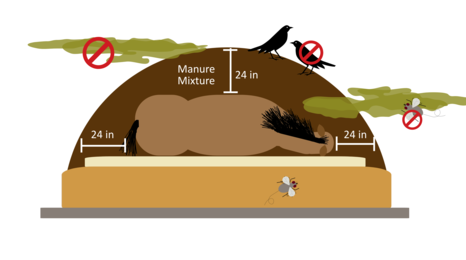 Diagram of a cross-section of a horse carcass compost pile showing a dead horse lying on a 3-layer surface, surrounded by 24 inches of manure mixture on all sides. Illustrations of insects, birds, and clouds of odor are placed around the outside of the pile with cancel symbols on them.