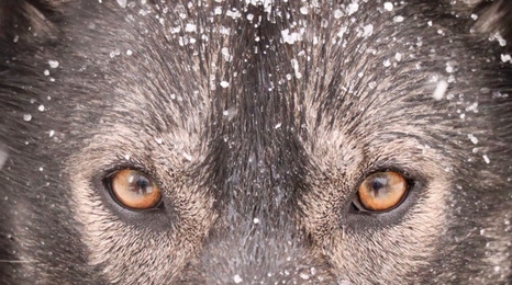 A close up of a dog's eyes with snow in its fur.