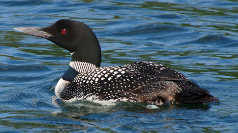 Loon floating in the water.