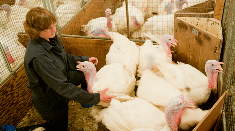 Researcher with turkeys.