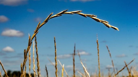 Zoomed in picture of one stem of Kernza® in a full field of Kernza®