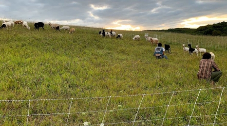 Herd of goats in green grass field.