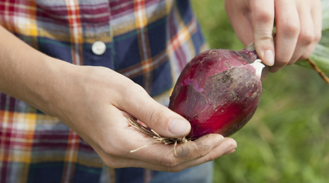 Person holding freshly harvested onion.