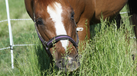 Horse eating ryegrass