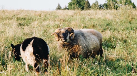 two sheep standing in a field