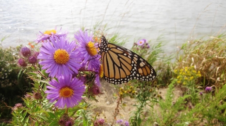 Monarch butterfly sitting on a purple flower. 