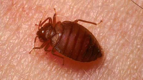 Adult bed bug on human skin.