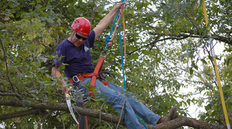 A man hangs by a harness in a tree while sawing a branch.