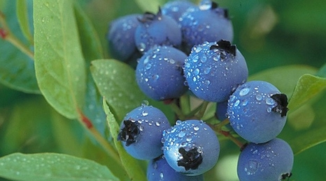 Blueberry fruit on plant.
