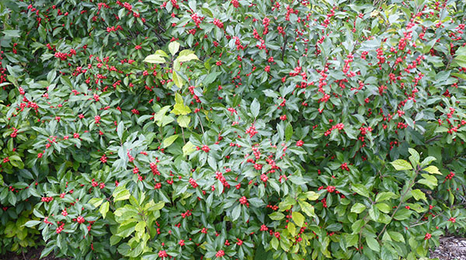 Close up of cacapon bush. 