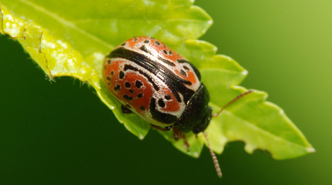 small red beetle with black spots and a black head with antennas on a leaf