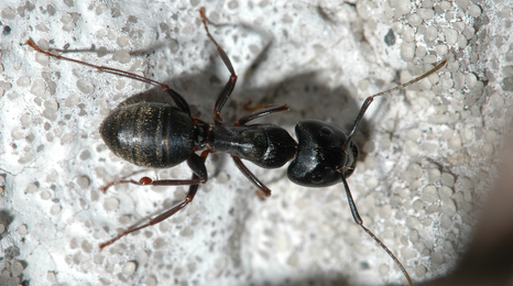 Large black ant on concrete