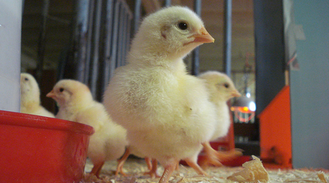 chicks next to feeder.