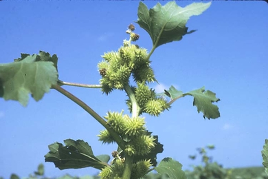 Common cocklebur against the sky