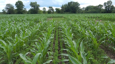 cover crop interseeded into corn