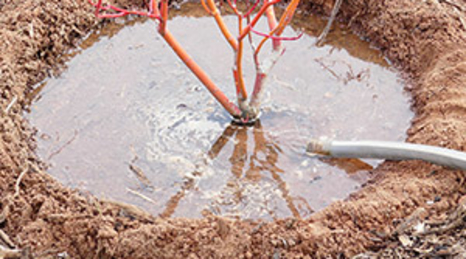 Watering a new shrub with a hose ina reservoir around the base of the plant.