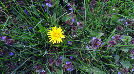 A home lawn with one dandelion flower surrounded by creeping charlie flowers.