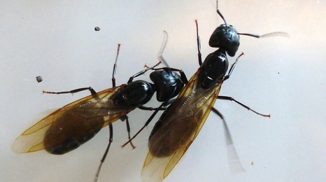 Two winged carpenter ants