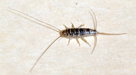 Long narrow insect with long antennas on both ends