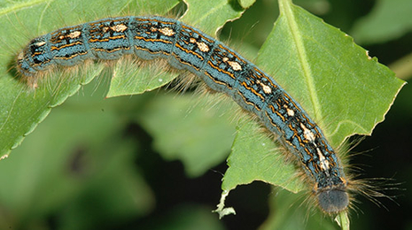 A long, blue forest tent caterpillar eatinga tree leaf.