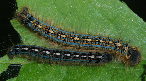 two long hairy multicolored caterpillars on leaf