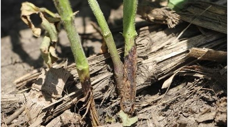 soybean gall midge damage on soybean stems