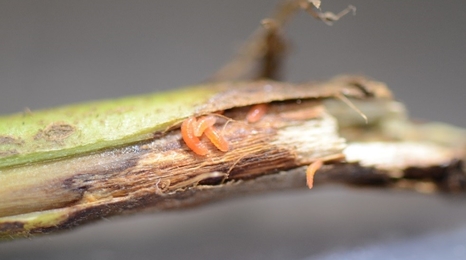 soybean gall midge larvae in soybean stem