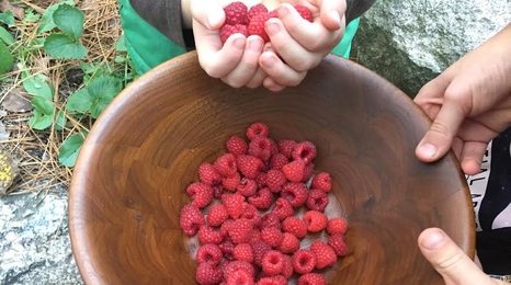 Harvested raspberries in a bowl.