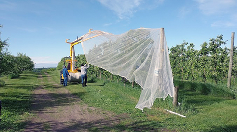 A crew uses a machine to apply hay hail netting over a row of trellised apple trees.