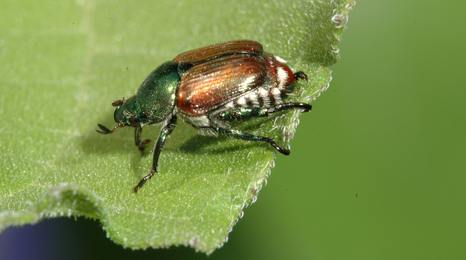 metalic green and bronze japanese beetle on leaf