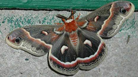 A brown moth with red and black patterns on the wings
