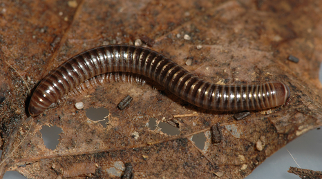 Long thin brown millipede